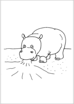 Hippo Drinking