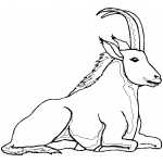 Sitting Ibex